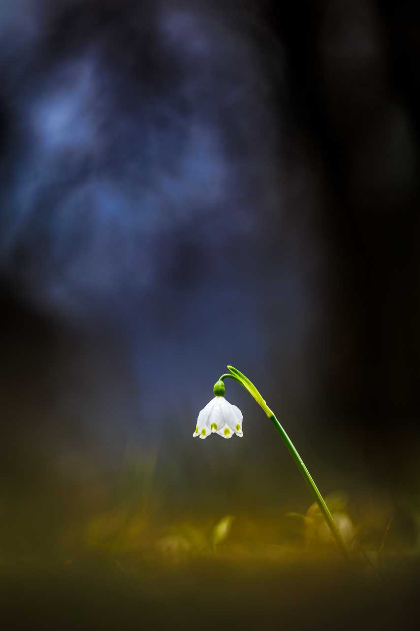 Frühlingsknotenblume die aussieht wie eine Leselampe